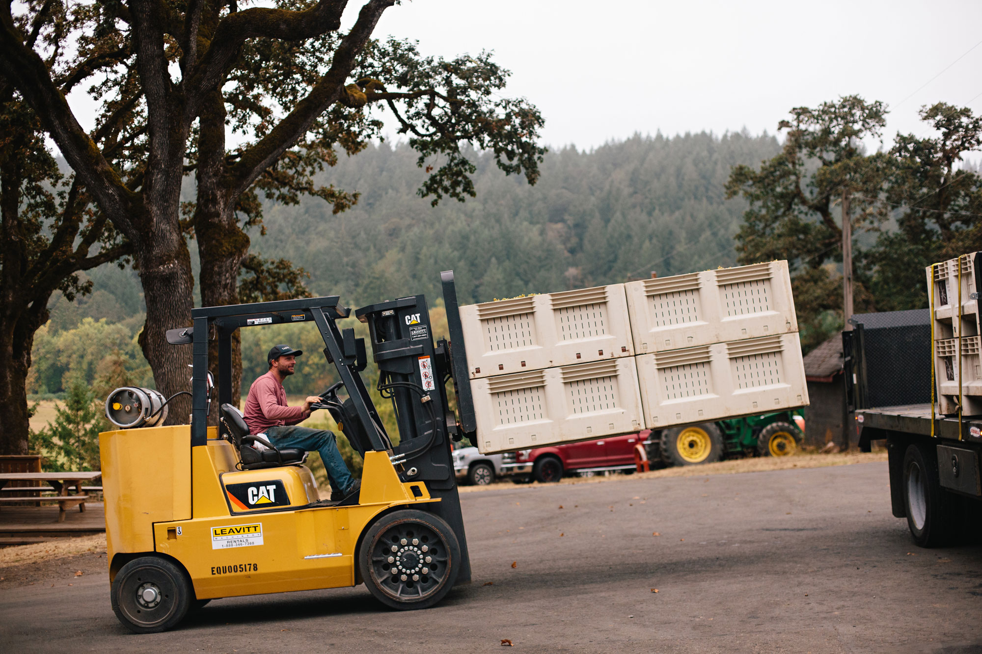 Using a fork lift to move containers of grapes from harvest